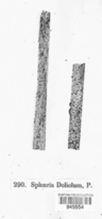 Leptosphaeria doliolum ssp. doliolum image